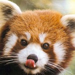 The Firefox Panda The Neosmart Files