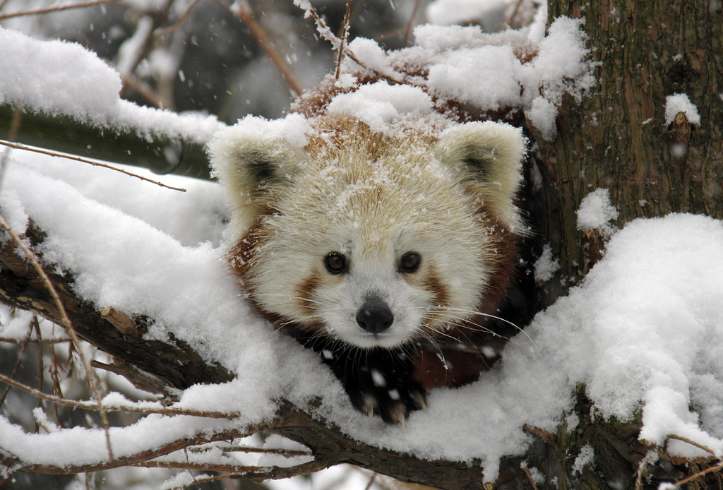 Red Panda in Snow